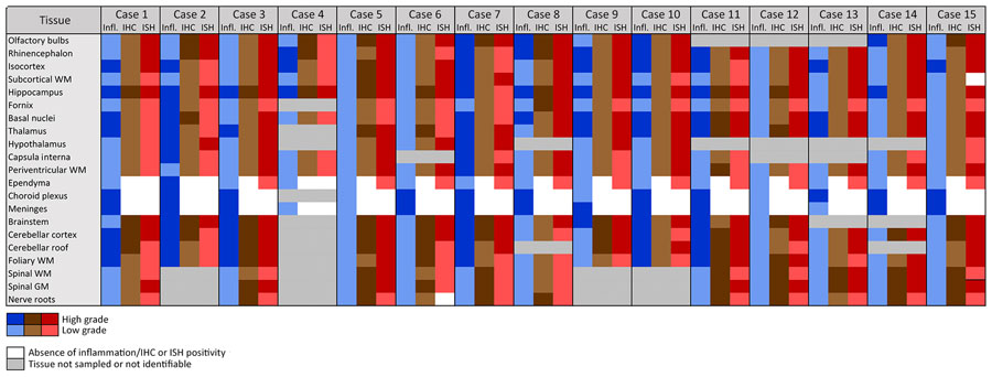 Inflammatory lesions and Borna disease virus 1 antigen and RNA detection in the central nervous system of infected European hedgehogs in study of the virus as cause of fatal meningoencephalomyelitis in wild hedgehogs, Germany, 2022–2025. GM, gray matter; IHC, immunohistochemistry; infl., inflammation; ISH, RNAscope in situ hybridization (Advanced Cell Diagnostics, Inc., https://acdbio.com); WM, white matter.