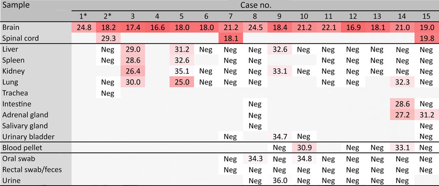 Detection of Borna disease virus 1 RNA by quantitative reverse transcription PCR in hedgehogs in study of the virus as cause of fatal meningoencephalomyelitis in wild hedgehogs, Germany, 2022–2025. Samples tested were available fresh-frozen neural and extra-neural tissues and additional samples collected postmortem. Results are presented as cycle quantification values. *Only formalin-fixed paraffin-embedded brain tissue was available for cases 1 and 2. Neg, negative.
