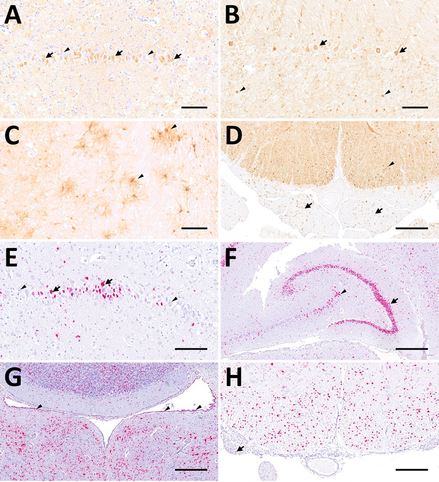 Distribution of Borna disease virus 1 detected within the CNS of infected hedgehogs in study of the virus as cause of fatal meningoencephalomyelitis in wild hedgehogs, Germany, 2022–2025. A–D) Antigen detected by mmunohistochemistry by using Bo18 antibody. A) Multiple immunopositive neurons within the pyramidal layer of the hippocampus (arrows) mingling with negative neurons (arrowheads) from case 1. Scale bar represents 100 μm. B) Multiple immunopositive Purkinje (arrows) and few granule cells (arrowheads) within the cerebellar cortex from case 3. Scale bar represents 100 μm. C) Multiple positive astroglial cells within the spinal white matter (arrowheads) from case 6. Scale bar represents 100 μm. D) Multiple positive oligondendroglial cells within the spinal white matter (arrowhead), as well as multiple positive nerve fibers within the adjacent nerve roots (arrows) from case 5. Scale bar represents 250 μm. E–H) Virus RNA detected by RNAscope (Advanced Cell Diagnostics, Inc., https://acdbio.com) in situ hybridization (ISH). E) Numerous ISH-positive neurons (arrows) mingling with negative ones (arrowheads) within the corresponding area of the hippocampus shown in (A) from case 1. Scale bar represents 100 μm. F) Granule cells of dentate gyrus (arrow) are almost entirely ISH-positive as do multiple neurons of cornu ammonis (arrowhead) from case 5. Scale bar represents 500 μm. G) Numerous ISH-positive neurons, glial as well as ependymal cells (arrowheads) surrounding the fourth ventricle (4V) from case 7. Scale bar represents 500 μm. H) Numerous ISH- positive oligodendroglial cells within the spinal white matter and rare signals within nerve roots (arrow) from case 5. Scale bar represents 250 μm. Stains: A–I, 3,3′-diaminobenzidine stain with hematoxylin counterstain; E–H, 2.5 HD assay–RED with hematoxylin counterstain.