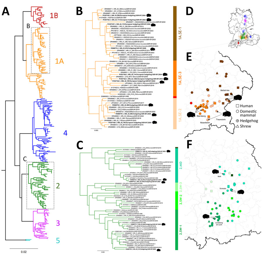 Phylogeographic analysis of Borna disease virus 1 (BoDV-1) infections in hedgehogs in Bavaria in study of the virus as cause of fatal meningoencephalomyelitis in wild hedgehogs, Germany, 2022–2025. A) Phylogenetic analysis of partial genomic BoDV-1 sequences (N, X, and P genes, encoding the nucleoprotein, accessory X protein, and phosphoprotein, respectively; 1,824 nucleotides, representing genome positions 54–1,877) of all 15 BoDV-1-infected hedgehogs in combination with 258 BoDV-1 sequences from naturally infected animals and humans available from public databases (1,9). Colors of tree branches represent BoDV-1 sequence clusters. Grey boxes mark the subtrees shown in detail in panels B and C. B, C) Detailed presentation of the subtree of cluster 1A, 1B (B), and of clusters 2–5 (C), which contain all 15 hedgehog-derived sequences (black text). Colors of vertical bars represent subclades of cluster 1A and 2 (1). D) BoDV-1-endemic area in Germany, Austria, Switzerland, and Liechtenstein (1). Colors represent the phylogenetic clusters shown in panel A. Licensed under a Creative Commons Attribution 4.0 International License (https://creativecommons.org/licenses/by/4.0). E, F) Detailed phylogeographic mapping of BoDV-1 cases from the phylogenetic subtree of cluster 1A (E) as shown in panel B or cluster 2 (F) as shown in panel C, to their distribution areas in Bavaria. Colors represent the different subclades. For data protection, human cases are mapped no more precisely than to the center of the administrative district of their origin. 