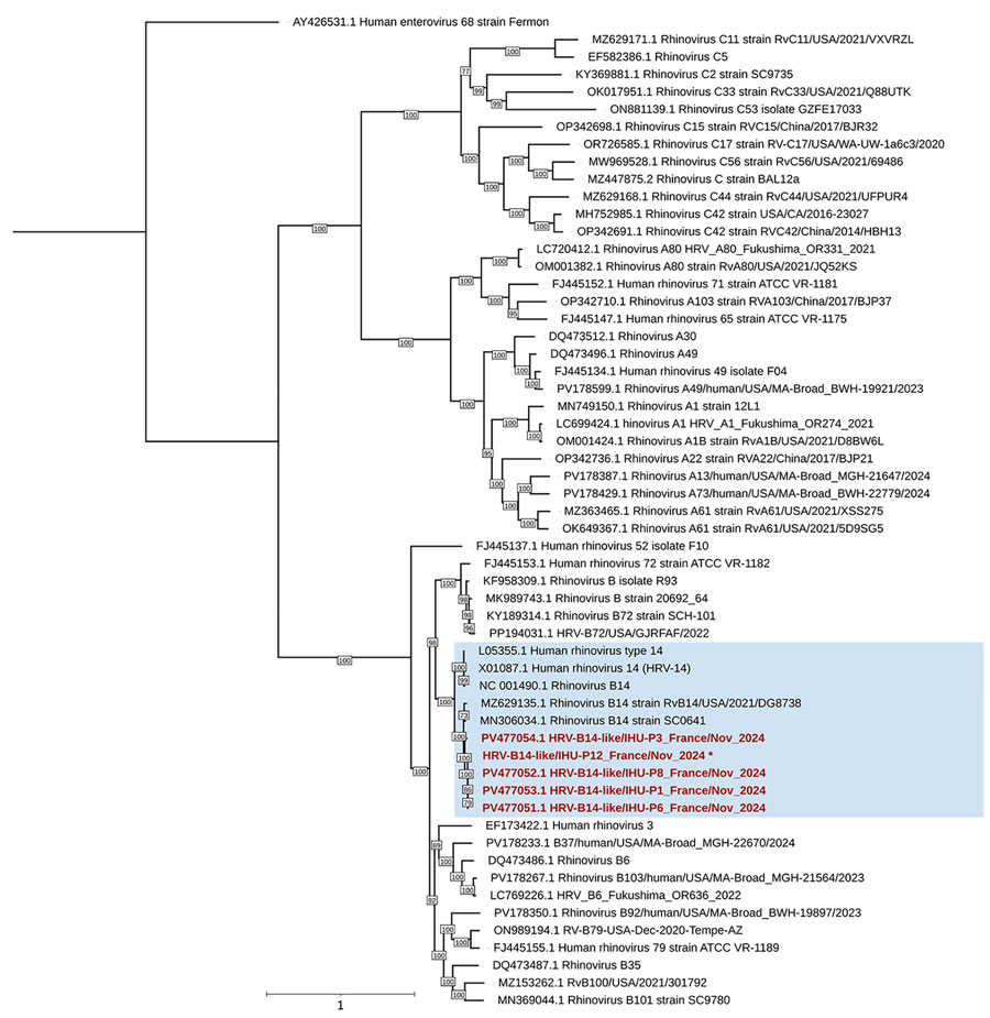 Phylogenetic tree of HRV-B14 from outbreak of severe respiratory illness and death among older adults, France, 2024. Tree includes HRV genomes downloaded from GenBank; accession numbers are indicated. Red font indicates genomes obtained in this study; blue background indicates HRV-B14 genomes. Asterisk (*) indicates that the genome is fragmented (multiple GenBank accession numbers available). Genome alignment was performed by using MUSCLE (https://www.ebi.ac.uk/Tools/msa/muscle) with standard parameters for nucleotide sequences. Tree was built by using IQ-TREE (http://www.iqtree.org) with the transitional model 2 plus empirical base frequencies plus proportion of invariable site plus gamma-distributed rate variation with 4 categories model identified as the most suitable by the best-fit model research module according to the Bayesian information criterion. A total of 10,000 ultra-fast bootstrap replicates were performed. Scale bar indicates nucleotide substitutions per site. HRV, human rhinovirus.