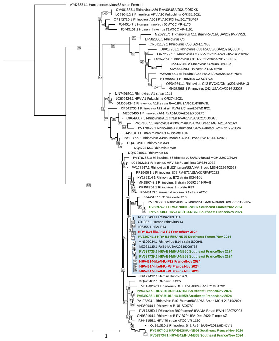 Phylogenetic tree of HRV-B sequences circulating in Marseille during severe respiratory illness and death associated with outbreak of HRV-B14 among older adults, France, 2024. Genome alignment was performed by using MUSCLE (https://www.ebi.ac.uk/Tools/msa/muscle) with standard parameters for nucleotide sequences. Blue background indicates the HRV-B14 genomes; red font indicates sequences obtained from the cluster of cases among older adults; green font indicates sequences obtained from other HRV RNA–positive samples detected in our laboratory during the same timeframe as the outbreak. All others genomes were downloaded from GenBank; accession numbers are indicated. The sequence obtained from patient P6 does not appear in this tree because it was a partial sequence and does not align with the genome region used in this analysis. The IQ-TREE software was used to build the tree with the general time-reversible model plus empirical base frequencies plus FreeRate model with 10 rate categories model identified as the most suitable by the best-fit model research module according to the Bayesian information criterion. A total of 10,000 ultra-fast bootstrap replicates were performed. Scale bar indicates nucleotide substitutions per site. HRV, human rhinovirus.