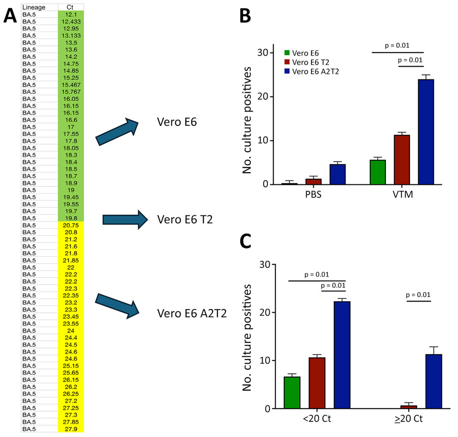 Comparative analysis of SARS-CoV-2 infectious virus isolation using Vero E6–derived cell lines from study on the enhanced isolation and detection of COVID-19 in hospitalized patients undergoing antiviral therapy. A) Thirty nasal swab specimens confirmed by real time PCR to contain the SARS-CoV-2 BA.5 variant, representing a range of Ct values from 12.1–27.9, were inoculated in triplicate onto Vero E6, Vero E6 T2, and Vero E6 A2T2 cell lines. B) Number of BA.5-positive nasal swab specimens collected in either PBS or VTM and inoculated in triplicate onto the 3 cell lines. C) BA.5-positive nasal swab specimens collected in VTM and stratified by Ct values; samples with values <20 or >20 were inoculated in triplicate into the 3 cell lines, and the number of successful virus isolations was plotted with corresponding means +SD. Error bars indicate SDs. Ct, cycle threshold; PBS, phosphate-buffered saline; Vero E6 T2, Vero E6 cells expressing transmembrane protease serine 2; Vero E6 A2T2, Vero E6 cells expressing both transmembrane protease serine 2 and angiotensin-converting enzyme 2; VTM, viral transport medium.