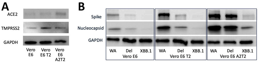 Efficiency and possible routes of infectious viral particle internalization of SARS-CoV-2 in Vero E6, Vero E6 T2, and Vero E6 A2T2 cell lines from study on the enhanced isolation and detection of COVID-19 in hospitalized patients undergoing antiviral therapy. Samples were separated by using sodium dodecyl sulfate–polyacrylamide gel electrophoresis and transferred to a polyvinylidene difluoride membrane for detection of ACE2, TMPRSS2, GAPDH (A) or SARS-CoV-2 spike and nucleocapsid antibodies (B). GAPDH, glyceraldehyde-3-phosphate dehydrogenase; ACE2, angiotensin-converting enzyme 2; del, deletion; TMPRSS2, transmembrane protease serine 2; Vero E6 T2, Vero E6 cells expressing TMPRSS2; Vero E6 A2T2, Vero E6 cells expressing both TMPRSS2 and ACE2.