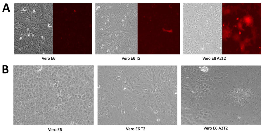 Efficiency and possible routes of infectious viral particle internalization for mCherry-labeled wild-type SARS-CoV-2 virus in Vero E6, Vero E6 T2, and Vero E6 A2T2 cell lines from study on the enhanced isolation and detection of COVID-19 in hospitalized patients undergoing antiviral therapy. A) Inoculated cells, singular cells or fused (in red). B) Cytopathic effects induced by SARS-CoV-2 XBB.1 viral inoculation, focal areas of rounded cells or regions of fused cells forming syncytia or giant cell structures across the different cell lines. Vero E6 T2, Vero E6 cells expressing transmembrane protease serine 2; Vero E6 A2T2, Vero E6 cells expressing both transmembrane protease serine 2 and angiotensin-converting enzyme 2.