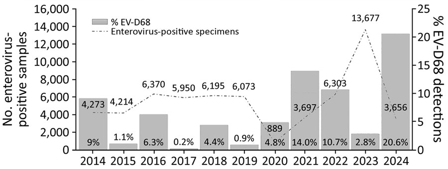 Yearly distribution of enterovirus-positive specimens and percentage of EV-D68–related infections in study of circulation patterns, genetic diversity, and public health implications of EV-D68 circulation, Europe, 2014–2024. EV-D68, enterovirus D68.