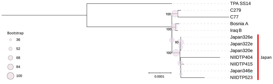 Phylogenetic analysis of isolates from a study of whole-genome analysis of Treponema pallidum subspecies endemicum among men who have sex with men, Japan, 2020–2023. Open reading frames annotated from de novo assembled contigs using Bakta version 1.7.0 (https://bakta.computational.bio), and corresponding GFF3 annotation files processed with Panaroo version 1.2.3 (https://zenodo.org/records/3945497) to define core genomes across isolates. Multiple alignments of core gene sequences generated by Panaroo were used for phylogenetic reconstruction. T. pallidum subsp. pallidum SS14 (GenBank accession no. NC_021508) was used as a reference strain. IQ-TREE version 2.2.0 (http://www.iqtree.org) was used to infer maximum-likelihood phylogenies, incorporating 1,000 ultrafast bootstrap replicates to assess nodal support. Phylogenetic tree was visualized by using Interactive Tree of Life (iTOL; https://itol.embl.de). The T. pallidum subsp. endemicum strains isolated in Japan formed a clade distinct from classic endemic strains, including Iraq B and strains from Cuba (C77 and C279). Scale bar indicates nucleotide substitutions per site. 