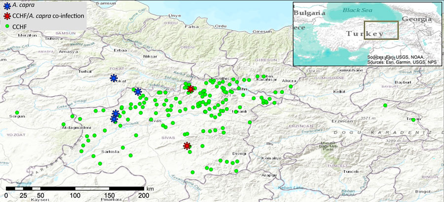 Geographic distribution of patients with suspected or confirmed CCHF in rural areas of Sivas, Tokat, Giresun, Yozgat, Erzincan, and Ordu Provinces, Turkey, 2022. Green dots represent confirmed CCHF patients (n = 206), blue asterisks represent Anaplasma capra–only cases, red asterisks represent A. capra and CCHF co-infections. Inset shows study area within Turkey. Map reproduced with permission from Zati Vatansever. CCHF, Crimean-Congo hemorrhagic fever.