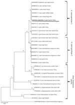 Phylogenetic tree of gltA gene sequences from Anaplasma capra genotype 1, genotype 2, and related species from patients with suspected or confirmed Crimean-Congo hemorrhagic fever, Turkey, 2022. We constructed the tree by using the maximum-likelihood method in MEGA 11 (25). Rickettsia rickettsii was used as the outgroup. Study sequences are underlined. GenBank accession numbers are provided. Scale bar represents nucleotide substitutions per site.