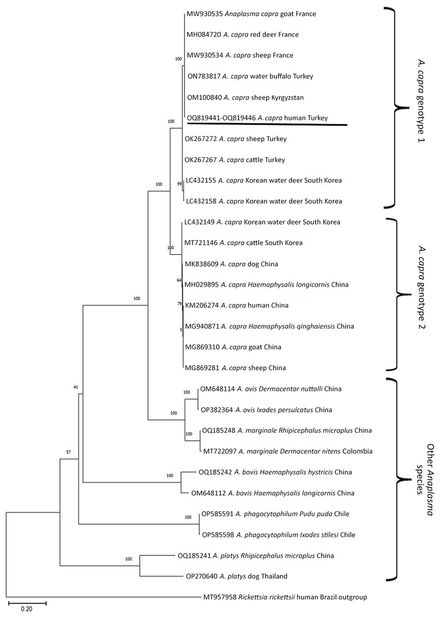 Phylogenetic tree of gltA gene sequences from Anaplasma capra genotype 1, genotype 2, and related species from patients with suspected or confirmed Crimean-Congo hemorrhagic fever, Turkey, 2022. We constructed the tree by using the maximum-likelihood method in MEGA 11 (25). Rickettsia rickettsii was used as the outgroup. Study sequences are underlined. GenBank accession numbers are provided. Scale bar represents nucleotide substitutions per site.