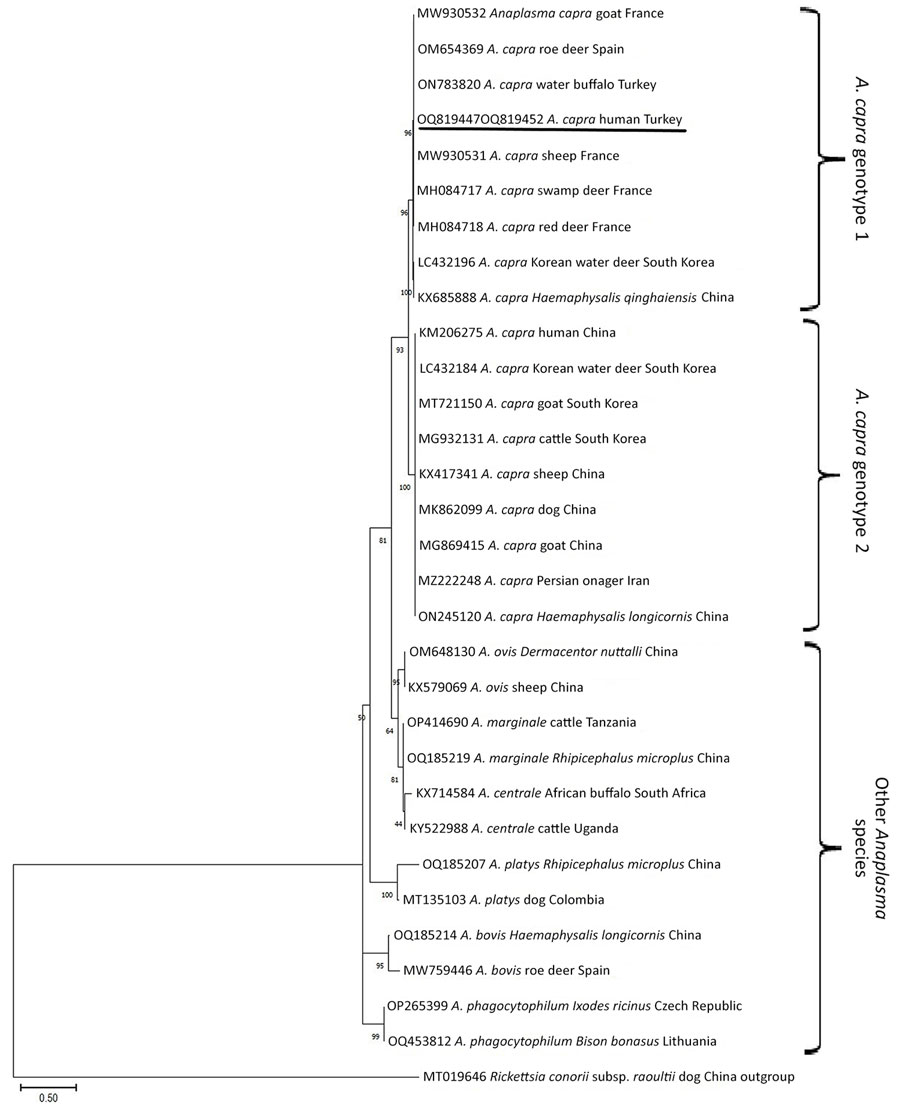 Phylogenetic tree of groEL gene sequences from Anaplasma capra genotype 1, genotype 2, and other Anaplasma species from patients with suspected or confirmed Crimean-Congo hemorrhagic fever, Turkey, 2022. We constructed the tree by using the maximum-likelihood method in MEGA 11 (25). Rickettsia conorii subspecies raoultii was used as the outgroup. Study sequences are underlined. GenBank accession numbers are provided. Scale bar represents nucleotide substitutions per site.