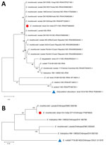 Phylogenetic trees constructed from the 18S rRNA and chitinase gene sequences obtained from Entamoeba moshkovskii isolates from a patient in eastern India (red circles) and reference sequences. A) Phylogenetic tree of 18S rRNA. The tree with the highest log-likelihood value (–2,562.32) is shown. Initial heuristic trees were generated automatically using the maximum parsimony approach. The model incorporated a proportion of invariant sites (45.63%). The analysis included 9 nucleotide sequences with 859 aligned positions in the final dataset. B) Phylogenetic tree of chitinase gene sequence. The tree with the highest log-likelihood value (−3,301.96) is presented. Initial heuristic searches were performed automatically using the maximum parsimony method. The final analysis included 20 nucleotide sequences, with a total of 939 positions in the final dataset. GenBank accession numbers are provided. Outgroup taxa are indicated with blue triangles. The phylogeny was inferred using the maximum likelihood method. Scale bars indicate substitutions per site. 