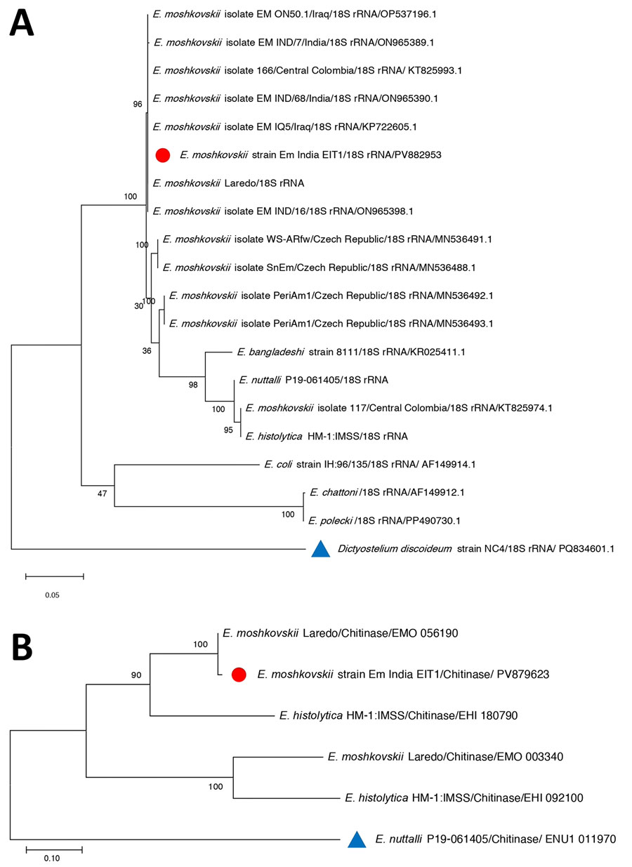 Phylogenetic trees constructed from the 18S rRNA and chitinase gene sequences obtained from Entamoeba moshkovskii isolates from a patient in eastern India (red circles) and reference sequences. A) Phylogenetic tree of 18S rRNA. The tree with the highest log-likelihood value (–2,562.32) is shown. Initial heuristic trees were generated automatically using the maximum parsimony approach. The model incorporated a proportion of invariant sites (45.63%). The analysis included 9 nucleotide sequences with 859 aligned positions in the final dataset. B) Phylogenetic tree of chitinase gene sequence. The tree with the highest log-likelihood value (−3,301.96) is presented. Initial heuristic searches were performed automatically using the maximum parsimony method. The final analysis included 20 nucleotide sequences, with a total of 939 positions in the final dataset. GenBank accession numbers are provided. Outgroup taxa are indicated with blue triangles. The phylogeny was inferred using the maximum likelihood method. Scale bars indicate substitutions per site.
