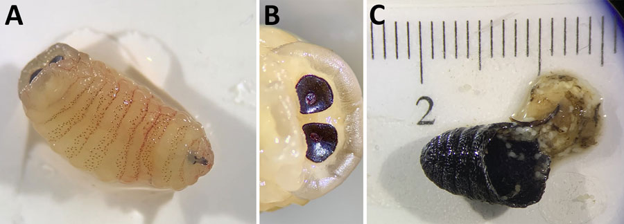 Third instar Oestrus ovis larva and puparium retrieved from nasal sinuses of a 58-year-old female patient, Greece. A) The third instar was yellowish, with rows of spines on the ventral surface. B) The posterior peritremes were circular with a central button. C) The broken puparium was black and wrinkled and contained remnants of the pupa.