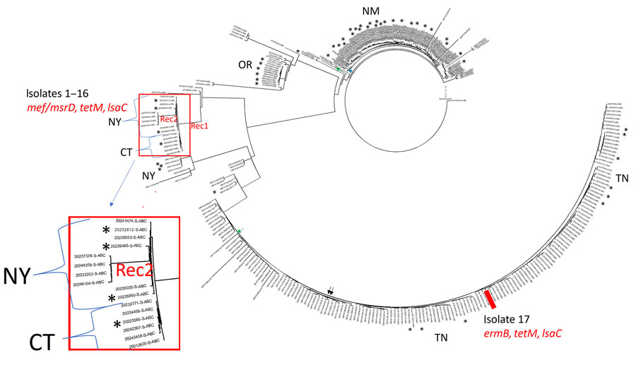 Core-genomic phylogeny representative serotype 20/ST1257 invasive pneumococcal disease isolates recovered during 2015–2024 in study of independent acquisitions of multidrug resistance gene lsaC in serotype 20/ST1257 Streptococcus pneumoniae isolates, United States. Of 367 serotype 20/ST1257 invasive pneumococcal disease isolates recovered during 2015–2024, we included 358 with <200 short-read genome contigs in the phylogram. Only 3 year–2024 isolates, including 1 of the depicted lsaC-positive isolates 1–16, were included. There were 6,727 variable positions. Isolates 1–16 are indicated on a single branch with the red box divided into 2 subclusters specific to New York (10 isolates) and Connecticut (6 isolates) Active Bacterial Core surveillance sites. The 10-isolate New York subcluster has an inner subbranch of 6 isolates and outer subbranch of 4 isolates. The main branch containing isolates 1–16 and the outward New York subbranch are labeled with Rec, indicative of the disproportionate contribution of recombination to the long branch lengths. Asterisks indicate 50 isolates from adults experiencing homelessness. The remaining isolates were susceptible to antibiotics, except for 2 mef/msrD-positive isolates (green arrows), 2 tetM-positive isolates (black arrows) and 1 ermB-positive isolate (blue arrow). Isolate 17 (positive for ermB, tetM, lsaC) is indicated with a solid red rectangle. ST, sequence type.
