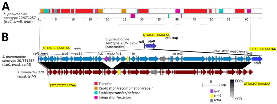 Complex mobile element within isolate 17 (positive for ermB, tetM, and lsaC) in study of independent acquisitions of multidrug resistance gene lsaC in serotype 20/ST1257 Streptococcus pneumoniae isolates, United States. A) Predicted mobile element genes and functions. B) The insertion site is depicted between rplL and atpB in pansusceptible genome serotype 20/ST1257 with rplL 3′ 15 bp target site highlighted in yellow. The alignment between corresponding genomic regions of isolate 17 and S. intermedius strain 270 is shown with 15 bp repeat of rpllL 3′ end indicated upstream of genomic atpB gene in isolate 16 and upstream of unidentified open frames in S. intermedius 270. Although the S. intermedius rplL gene had an identical 15-bp terminus, it only shares 90% sequence identity with the pneumococcal rplL gene. The original EasyFig (20) output was modified to depict the interspecies homology between the 2 rplL homologs. Homology legend indicates range of 77%–100% sequence identity, depicting ≈90% sequence identity between the 2 different rplL alleles and >96% sequence identity between the 2 insertion elements. ST, sequence type.