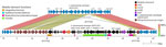 Introduction of isolate 1–16 mobile element into serotype 20/ST1257 by a double crossover homologous transformation event in study of independent acquisitions of multidrug resistance gene lsaC in serotype 20/ST1257 Streptococcus pneumoniae isolates, United States. Crossover 1 occurred within orf5 and crossover 2 occurred near the 5′ end of orf16. Apparent nonpneumococcal homolog genes in isolates 1–16 (serotype 20/ST1257 [mef, msrD, tetM, lsaC]) flanking the mobile element (orf 5–16) are indicated upstream in brown, as is most of orf17 immediately downstream of the insertion element. These genes share <90% sequence identity with the parental strain lineage serotype 20/ST1257. The section corresponding to orf17 has been modified from the original EasyFig (20)  depiction to reflect more accurately the decreased homology between the 2 orf17 alleles and the actual breakpoint in homology. The repeated 8-bp target site for the ancestral transposition event is indicated. Predicted mobile element genes and functions are indicated in the below grid corresponding to 15–44.2 kb of the entire isolate 1–16 region. orf5 is indicated by 1 open reading frame in isolates 1–16 but is indicated by 2 short homologous reading frames in the parental strain (top). ST, sequence type.