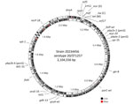 Single contig genome of isolate 20234456 (msrD-positive, mef-positive, tetM-positive, lsaC-positive) representative of isolates 1–16 in study of independent acquisitions of multidrug resistance gene lsaC in serotype 20/ST1257 Streptococcus pneumoniae isolates, United States. Position 1 starts at the dnaA structural gene. CDSs and tRNA genes are indicated on the forward strand (outer band) and reverse strand (inner band). The genes approximating the location of the interspecies double-crossover event introducing the resistance element lie between the rpsD ribosomal protein gene and the putative transport gene orf17. The ribosomal protein gene rplL is also depicted near the 1.2-Mbp marker to show the approximate genomic location of the accessory element carrying the ermB, tetM, and lsaC determinants in isolate 17. Other determinants shown reflect potential genomic resistance determinants (all indicative of susceptibility in this genome according to bioinformatic pipeline output), including folP/folA (cotrimoxazole); parC/gyrA (fluoroquinolones); and pbp2x/pbp1a/pbp2b (β-lactam antibiotics). In addition, the multilocus sequence typing markers spi-15, gki-8, aroE-15, ddl-31, xpt-31, and recp-18 define ST1257. CDS, coding sequences; ST, sequence type.