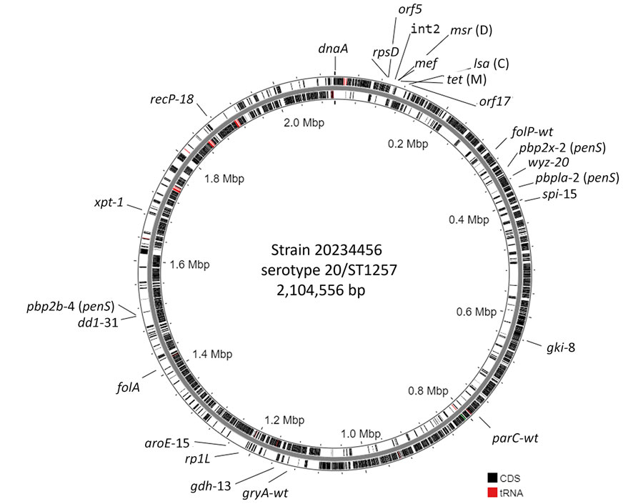 Single contig genome of isolate 20234456 (msrD-positive, mef-positive, tetM-positive, lsaC-positive) representative of isolates 1–16 in study of independent acquisitions of multidrug resistance gene lsaC in serotype 20/ST1257 Streptococcus pneumoniae isolates, United States. Position 1 starts at the dnaA structural gene. CDSs and tRNA genes are indicated on the forward strand (outer band) and reverse strand (inner band). The genes approximating the location of the interspecies double-crossover event introducing the resistance element lie between the rpsD ribosomal protein gene and the putative transport gene orf17. The ribosomal protein gene rplL is also depicted near the 1.2-Mbp marker to show the approximate genomic location of the accessory element carrying the ermB, tetM, and lsaC determinants in isolate 17. Other determinants shown reflect potential genomic resistance determinants (all indicative of susceptibility in this genome according to bioinformatic pipeline output), including folP/folA (cotrimoxazole); parC/gyrA (fluoroquinolones); and pbp2x/pbp1a/pbp2b (β-lactam antibiotics). In addition, the multilocus sequence typing markers spi-15, gki-8, aroE-15, ddl-31, xpt-31, and recp-18 define ST1257. CDS, coding sequences; ST, sequence type.