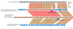 Alignments between Streptococcus mitis strain, pneumococcal isolates 1–16, S. pseudopneumoniae strain 315_SPSE, and pansusceptible serotype 20/ST1257 pneumococcal strain (bottom) in study of independent acquisitions of multidrug resistance gene lsaC in serotype 20/ST1257 S. pneumoniae isolates, United States. This alignment depicts representative homology between certain streptococcal strains recognized as S. mitis and the genome flanking the resistance element in strains 1–16. Also shown is the near identity to this region shown by S. pseudopneumoniae strain 315_SPSE. The mobile elements (triangles) in isolates 1–16 and S. pseudopneumoniae 315_SPSE correspond to the mobile elements depicted in Figure 4. The apparent nonpneumococcal genes (brown) flank the mobile element introduced by recombination into isolates 1–16. Red arrows indicates the genomic region in the serotype 20/ST1257 corresponding to the mobile element insertion site. ST, sequence type.