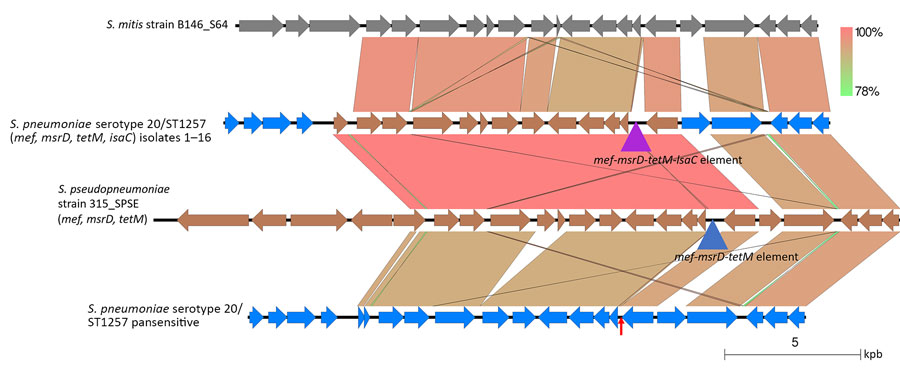Alignments between Streptococcus mitis strain, pneumococcal isolates 1–16, S. pseudopneumoniae strain 315_SPSE, and pansusceptible serotype 20/ST1257 pneumococcal strain (bottom) in study of independent acquisitions of multidrug resistance gene lsaC in serotype 20/ST1257 S. pneumoniae isolates, United States. This alignment depicts representative homology between certain streptococcal strains recognized as S. mitis and the genome flanking the resistance element in strains 1–16. Also shown is the near identity to this region shown by S. pseudopneumoniae strain 315_SPSE. The mobile elements (triangles) in isolates 1–16 and S. pseudopneumoniae 315_SPSE correspond to the mobile elements depicted in Figure 4. The apparent nonpneumococcal genes (brown) flank the mobile element introduced by recombination into isolates 1–16. Red arrows indicates the genomic region in the serotype 20/ST1257 corresponding to the mobile element insertion site. ST, sequence type.
