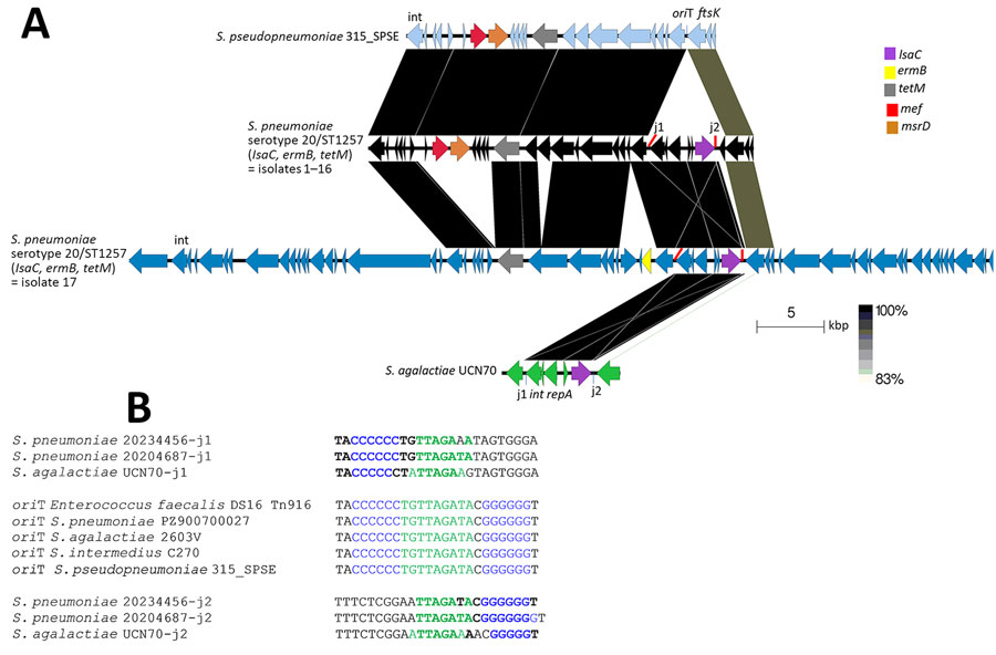 Related regions shared between the 2 pneumococcal lsaC elements from this study, the mobile element found in S. pseudopneumoniae 315_SP_SPSE, and the partial mobile element from GBS strain UCN70 in study of independent acquisitions of multidrug resistance gene lsaC in serotype 20/ST1257 S. pneumoniae isolates, United States. A) The lsaC element target site (oriT) is indicated in S. pseudopneumoniae 315_SPSE, with partially homologous junctions (j1 and j2) of the lsaC elements in the 3 strains (isolate 1–16, isolate 17, and S. agalactiae UCN70). B) The identical oriT sequence shared between related mobile elements lacking lsaC from 5 different species is shown. lsaC element junction j1 shares homology with the 5' oriT sequence and junction j2 shares homology with the 3′ oriT sequence. Purple indicates the shared C and G repeats; green indicates direct repeats between each of the 3 strains shared between their specific j1 and j2 sequences and homologous central oriT sequence. Bold indicates J1 and j2 bases shared with the oriT sequence. ST, sequence type.