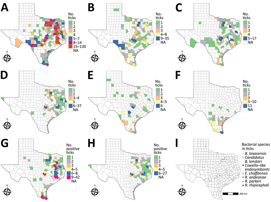 Geographic distribution of tick submissions and bacteria-positive ticks in Texas, USA, 2014–2021. A) Amblyomma americanum ticks. B) Dermacentor variabilis ticks. C) A. maculatum ticks. D) Ixodes scapularis ticks. E) Rhipicephalus sanguineus ticks. F) A. mixtum ticks. G) R. amblyommatis ticks. H) R. tamurae subspecies buchneri ticks. I) Bacterial species recovered from submitted ticks.