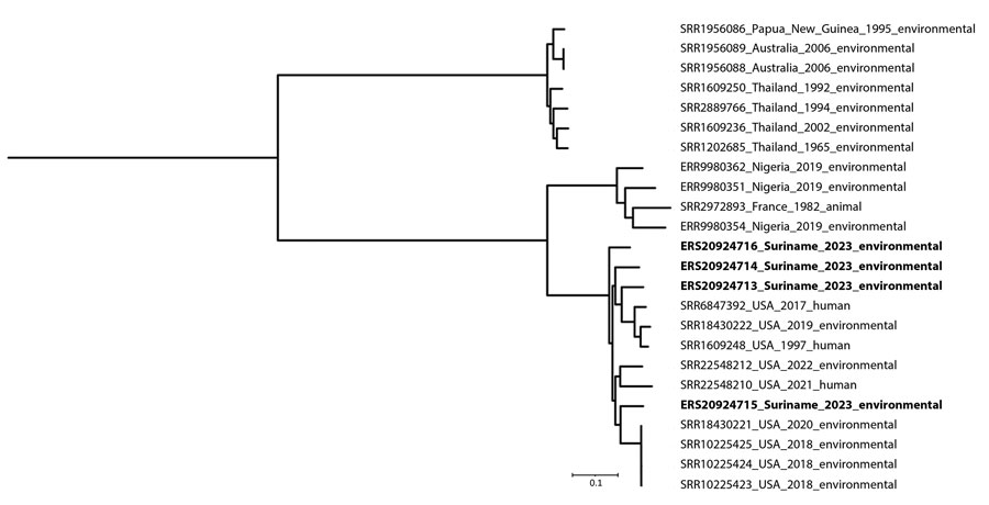 Phylogeny of Burkholderia thailandensis detected in soil samples, Suriname. Maximum-likelihood tree generated by FastTree (http://www.microbesonline.org/fasttree) on the basis of core single-nucleotide polymorphism distance and visualized with iTOL (https://itol.embl.de). Bold indicates isolates from this study. Additional global genomes, all retrieved from the European Nucleotide Archive database (https://www.ebi.ac.uk/ena), are indicated by accession number, country name, year of isolation, and isolate source. Scale bar indicates nucleotide substitutions per site.