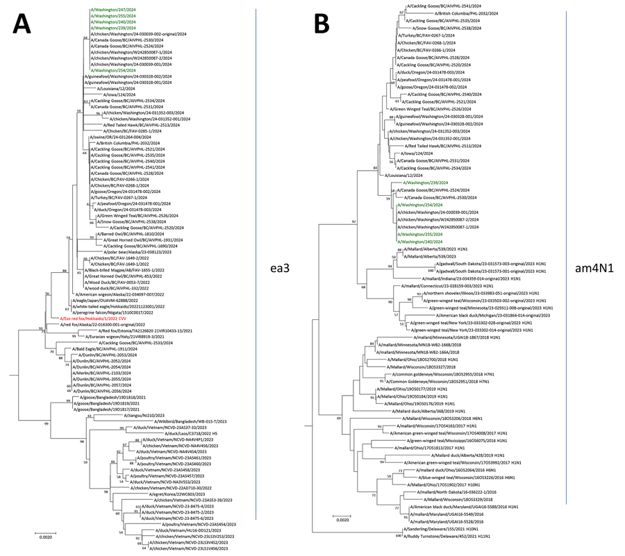 Neighbor-joining phylogenetic trees of highly pathogenic avian influenza A(H5N1) clade 2.3.4.4b viruses isolated from poultry farm workers, Washington, USA, 2024. A) Hemagglutinin gene segment; B) neuraminidase gene segment. Green font indicates influenza A(H5N1) D1.1 viruses from Washington; red font indicates prepandemic candidate vaccine virus A/Ezo red fox/Hokkaido/1/2022. Bootstrap values >50, generated from 1,000 replicates, are labeled on branch nodes. Scale bars indicate nucleotide substitutions per site.