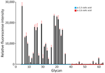 Glycan microarray analysis of highly pathogenic avian influenza A(H5N1) clade 2.3.4.4b virus isolated from poultry farm workers, Washington, USA, 2024. Clade 2.3.4.4b genotype D1.1 H5N1 virus A/Washington/240/2024 was isolated from a confirmed Washington human case. Glycans containing α-2,3 sialic acid and α-2,6 sialic acid are shown. Error bars reflect SDs from 6 independent replicates on the microarray. Details of the glycan structures are listed in Appendix Table 2.