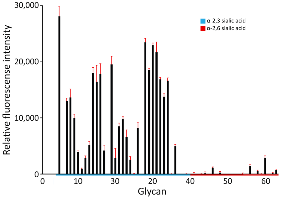 Glycan microarray analysis of highly pathogenic avian influenza A(H5N1) clade 2.3.4.4b virus isolated from poultry farm workers, Washington, USA, 2024. Clade 2.3.4.4b genotype D1.1 H5N1 virus A/Washington/240/2024 was isolated from a confirmed Washington human case. Glycans containing α-2,3 sialic acid and α-2,6 sialic acid are shown. Error bars reflect SDs from 6 independent replicates on the microarray. Details of the glycan structures are listed in Appendix Table 2.
