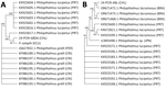 Maximum-likelihood phylogenetic tree constructed from 17 internal transcribed spacer 2 sequences (trimmed alignment 673 bp) (A) and 16 cytochrome c oxidase I sequences (trimmed alignment 365 bp) (B) of Philophthalmus lacrymosus fluke extracted from conjunctiva of a female traveler from England in Chile. Consensus trees were inferred from 1,000 replicates by using the Kimura 2-parameter test in MEGA 11 (https://www.megasoftware.net). Bootstrap values at the nodes indicate the percentages of replicates in which the sequences clustered together. Sequence codes include GenBank accession numbers and parasite information. In parentheses, letter codes indicate the country of origin. Sequences from this case report are 24-PCRi-68DA_CHL (GenBank accession no. PX240011) and 24-PCRi-68c_CHL (accession no. PX238763). BRA, Brazil; CHL, Chile; CRI, Costa Rica; ECU, Ecuador; JPN, Japan; PER, Peru; PRT, Portugal.