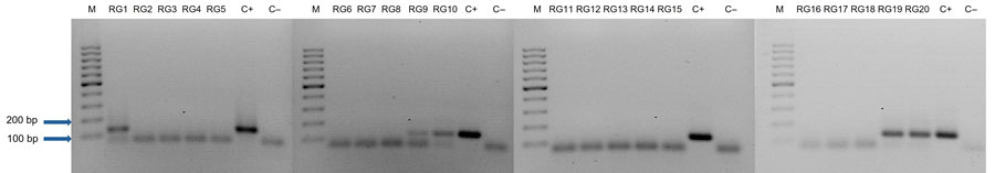 Nested PCR detection of Coccidioides spp. fungi DNA from environmental samples using droplet digital PCR, Baja California, Mexico. Agarose gel electrophoresis (2%) stained with ethidium bromide shows the results from nested PCR amplification of Coccidioides spp. internal transcribed spacer region from 20 DNA extracted from soil samples collected in RG, Baja California. Positive bands are ≈120 bp. Lanes: M, GeneRuler ladder (100-bp); RG1–RG20, DNA from soil samples; C+, positive control of 0.48 ng of C. posadasii DNA used as template; C–, negative control of highly refined Type I ultrapure (HPLC) water. RG, Rancho Gilbert.