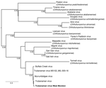 Phylogenetic tree of orthobunyavirus M segment sequences from this study and previously collected mosquito samples in study of metatranscriptomic identification of Trubanaman virus in patient with encephalitis, Australia. Bold font indicates the human sequence from this study; other sequences are from mosquito orthobunyaviruses previously identified in Australia. Sequences were aligned using MAFFT (https://mafft.cbrc.jp/alignment/server/index.html). The phylogeny was estimated using the maximum-likelihood approach in PhyML (http://atgc.lirmm.fr/phyml), by using the general time reversible model of nucleotide substitution and gamma-distributed rate variation among sites. Bootstrap support values are displayed at nodes. Scale bar indicates nucleotide substitutions per site.