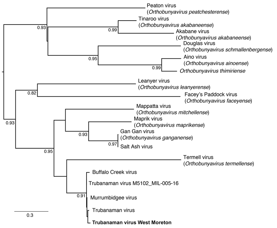 Phylogenetic tree of orthobunyavirus M segment sequences from this study and previously collected mosquito samples in study of metatranscriptomic identification of Trubanaman virus in patient with encephalitis, Australia. Bold font indicates the human sequence from this study; other sequences are from mosquito orthobunyaviruses previously identified in Australia. Sequences were aligned using MAFFT (https://mafft.cbrc.jp/alignment/server/index.html). The phylogeny was estimated using the maximum-likelihood approach in PhyML (http://atgc.lirmm.fr/phyml), by using the general time reversible model of nucleotide substitution and gamma-distributed rate variation among sites. Bootstrap support values are displayed at nodes. Scale bar indicates nucleotide substitutions per site.