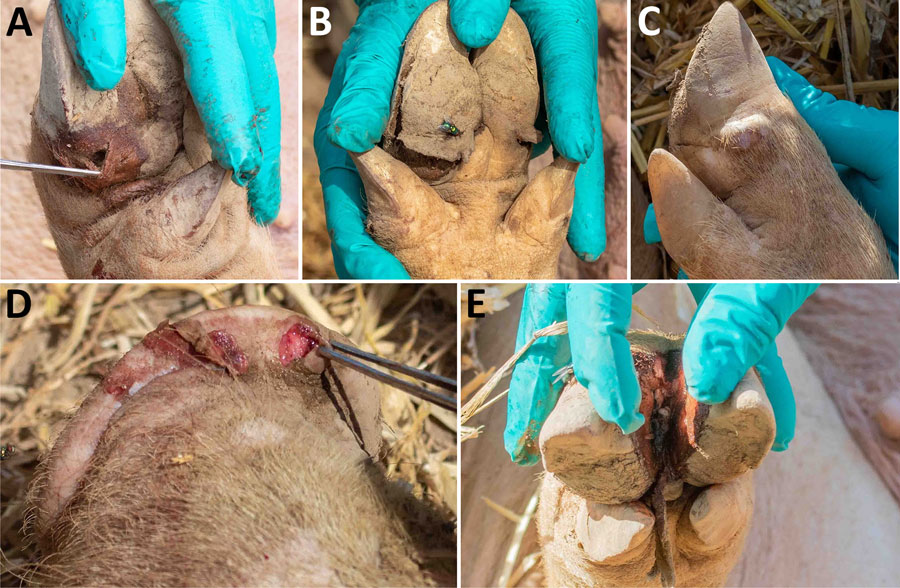 Affected pigs on farm SVV2022-02, from study of vesicular disease caused by Seneca Valley virus in pigs, England, 2022. Vesicular lesions can be seen on the coronary bands (A-C), snout (D), and interdigital cleft (E). Hoof horn separation also occurred in some infected pigs (B). Some lesions resembled those of foot-and-mouth disease (D), but others were more deep-seated (A).