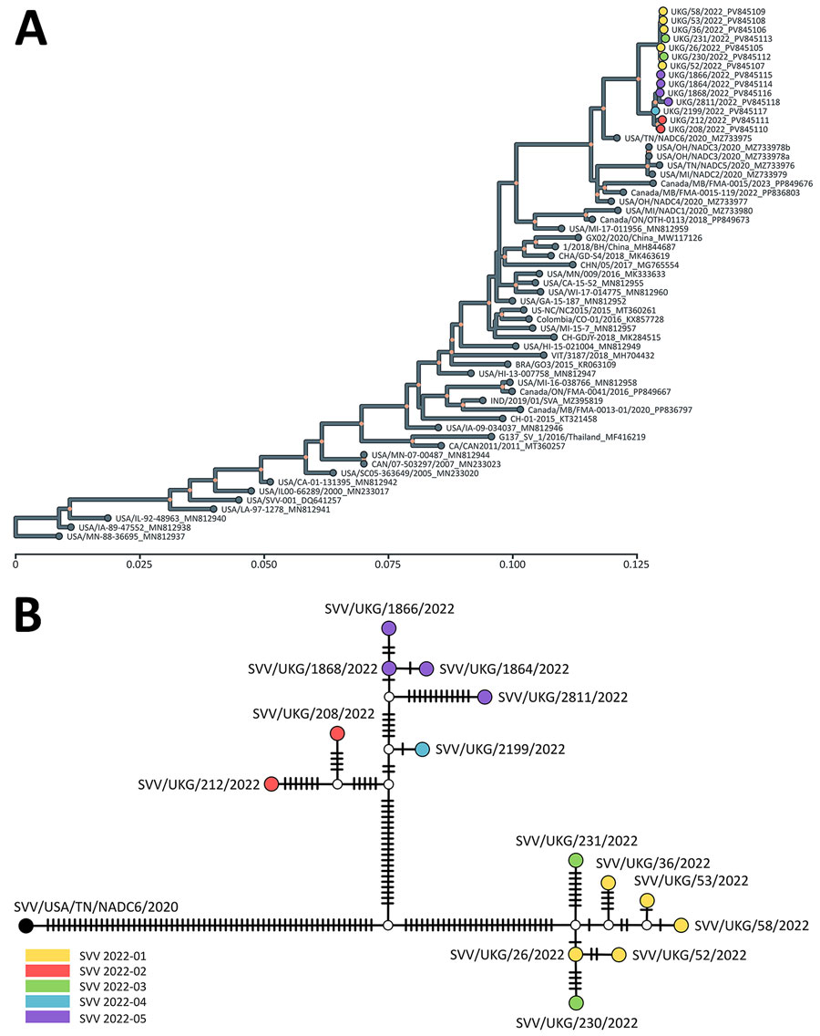 Evolutionary history and genetic relationships of Seneca Valley viruses from study of vesicular disease caused by Seneca Valley virus in pigs, England, 2022. A) Tree represents the evolutionary history of Seneca Valley viruses isolated globally and reconstructed using polyprotein-coding sequences. Maximum-likelihood tree inferred using the Tamura-Nei model (9) and setting a discrete gamma distribution for evolutionary rate differences among sites. Colored tips represent Seneca Valley virus–infected farms during the outbreak in England in 2022. Colored internal nodes represent the percentage of trees in which the associated taxa clustered together on >50%. Evolutionary analyses were conducted in MEGA11 (10). Scale bar indicates nucleotide substitutions per site. B) Genetic relationship of Seneca Valley viruses isolated in England during 2022 based on the full-genome length, as reconstructed by statistical parsimony analysis. Nodes are colored according to farm on which clinical cases were observed; white nodes denote missing unsampled haplotypes. Hatch marks represent single-nucleotide substitutions estimated between the connected nodes.