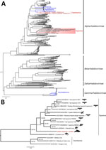 Maximum-likelihood phylogenetic trees of novel dolphin tupavirus from stranded Atlantic white-sided dolphin, Canada, and reference rhabdoviruses. Trees were reconstructed based on the full-length amino acid sequences of the polymerase protein. All sequence records for the phylogenetic analysis were downloaded from GenBank (Appendix 2 Table 2). Scale bars represent the estimated average number of substitutions per site. A) High-level phylogeny includes a subset of representative members across the Rhabdoviridae family (n = 438 sequence records) to determine the placement of the new virus within the family. Red text indicates rhabdoviruses of marine mammals, including the newly identified dolphin tupavirus; blue text indicates fish rhabdoviruses. The tree was rooted at the midpoint. B) Genus-level phylogeny provides a fine-level assessment of the phylogenetic affinities of the new virus within the Tupavirus genus. Red text indicates the sequence of the novel tupavirus; red shading highlights the Tupavirus clade in the phylogenetic tree. The phylogenetic bracket of the dolphin tupavirus includes a basal Durham virus and a large crown clade comprising the rest of the Tupavirus member viruses. Durham virus described from an American coot (Fulica americana) that demonstrated signs of severe disease associated with infection, including lesions isolated to the central nervous system and consisting of severe cerebral necrosis and mononuclear inflammation similar to DTV. Support values at the nodes were determined by SSH-aLRT/Ultrafast bootstrap. Tupavirus genus tree was rooted to the outgroup members of the Sunrhavirus genus, Boteke, Sunguru, and Walkabout Creek viruses.