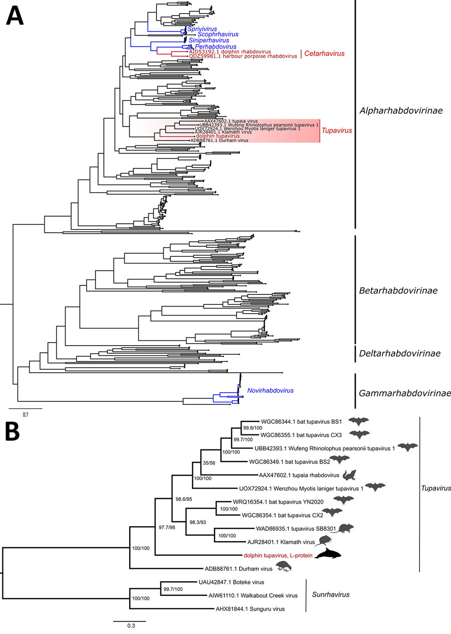 Maximum-likelihood phylogenetic trees of novel dolphin tupavirus from stranded Atlantic white-sided dolphin, Canada, and reference rhabdoviruses. Trees were reconstructed based on the full-length amino acid sequences of the polymerase protein. All sequence records for the phylogenetic analysis were downloaded from GenBank (Appendix 2 Table 2). Scale bars represent the estimated average number of substitutions per site. A) High-level phylogeny includes a subset of representative members across the Rhabdoviridae family (n = 438 sequence records) to determine the placement of the new virus within the family. Red text indicates rhabdoviruses of marine mammals, including the newly identified dolphin tupavirus; blue text indicates fish rhabdoviruses. The tree was rooted at the midpoint. B) Genus-level phylogeny provides a fine-level assessment of the phylogenetic affinities of the new virus within the Tupavirus genus. Red text indicates the sequence of the novel tupavirus; red shading highlights the Tupavirus clade in the phylogenetic tree. The phylogenetic bracket of the dolphin tupavirus includes a basal Durham virus and a large crown clade comprising the rest of the Tupavirus member viruses. Durham virus described from an American coot (Fulica americana) that demonstrated signs of severe disease associated with infection, including lesions isolated to the central nervous system and consisting of severe cerebral necrosis and mononuclear inflammation similar to DTV. Support values at the nodes were determined by SSH-aLRT/Ultrafast bootstrap. Tupavirus genus tree was rooted to the outgroup members of the Sunrhavirus genus, Boteke, Sunguru, and Walkabout Creek viruses. 