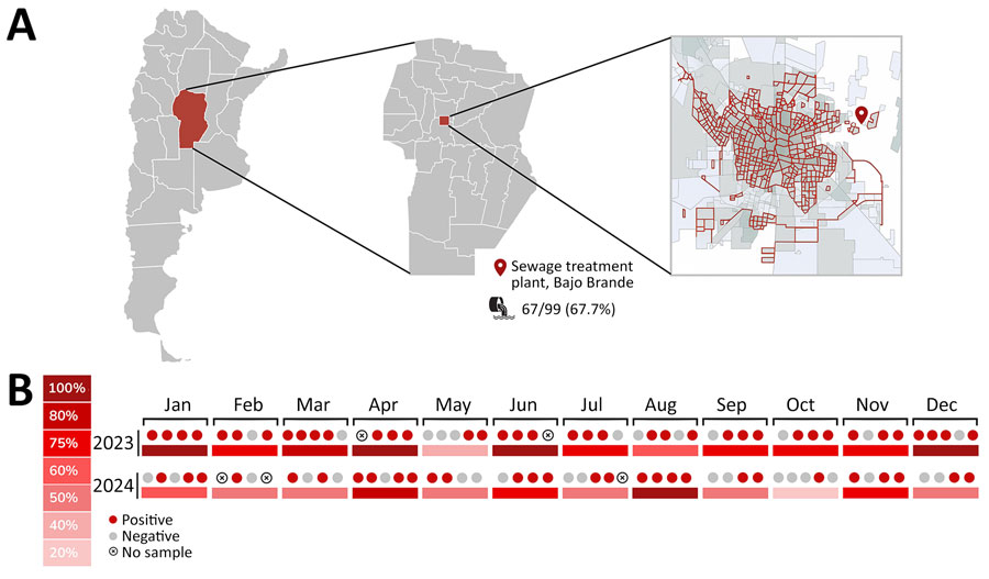 Emerging rat hepatitis E virus detection in Argentina, 2023–2024. A) Study area in the province of Córdoba (red shading), located in the central region of Argentina, and the location of Bajo Grande wastewater treatment plant in the city of Córdoba. Red lines indicate the sewage network, which covers 56.9% of the city’s population. B) Frequency of detection of rat hepatitis E virus during 2023–2024, per month. The circles indicate detections per week sampled within each month.