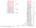 Maximum-likelihood phylogenetic tree on the basis of a 338 bp fragment of the open reading frame 1 genomic region of rat hepatitis E virus (R-HEV; Rocahepevirus ratti) from Argentina, 2023–2024. Red text indicates sequences obtained during this study. The tree includes representative sequences of each R-HEV genotype available in GenBank database, additional sequences of proposed clades (clade I in blue, clade II in pink) and subtypes a (square), b (circle), c (5-pointed star), d (4-pointed star), e (rhombus), and f (triangle) (13). Two hepatitis E virus (Paslahepevirus balayani) sequences (genotypes 1 and 3) were used as outgroups. Enlarged area shows sequences from this study and the first 10 most similar sequences from BLAST analysis (https://blast.ncbi.nlm.nih.gov). Statistical support values are indicated at nodes; only supports over 70/70 are shown. Scale bar represents the number of substitutions per site. 