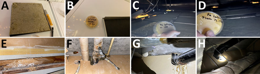 Examples of locations with dust accumulation above ceiling and large Aspergillus flavus contamination from hospital pediatric hemotology ward in study of environmental and phylogenetic investigations of A. flavus outbreak linked to contaminated building materials, Denmark, 2025. A) Ceiling tile from room A with 55 CFU/25 cm2 A. flavus detected on top (none detected underneath); B) the same ceiling tile (black item) from room A with the insulation sheet (yellow mat) removed, where the surface had been covered and thus tested negative for A. flavus; C) area above ceiling in room B, 24 CFU/25 cm2 (no rock wool); D) thick dust layer on inside of ceiling, room B; E) example of a water-damaged part of the wooden framing with mold-like growth above the suspended ceiling, 32 CFU/25 cm2; F) 40 CFU/25 cm2 on righthand pipe; G, H) pipes between rooms lacking sealing, which could possibly enable spore dispersal.
