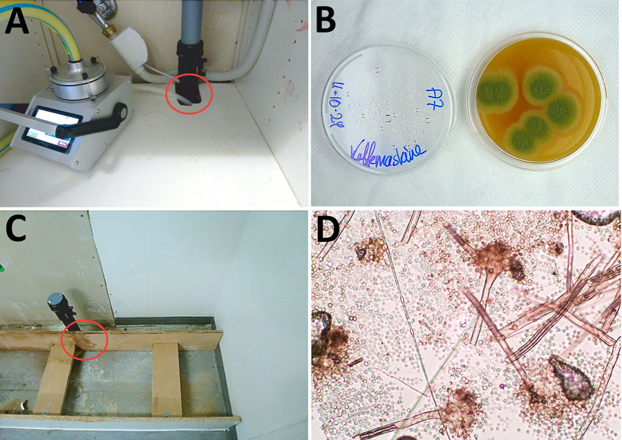 Testing materials from room A in hospital pediatric hemotology ward in study of environmental and phylogenetic investigations of A. flavus outbreak linked to contaminated building materials, Denmark, 2025. A) Directed air sampling under the kicthenette with a polyethylene tube (red circle). B) V8 contact plate from the top of the coffee machine showing A. flavus colonies after 3 days’ incubation at 37°C. C) Discolored plywood (red circle) next to the drain after dismantling the cupboard. D) Tape preparation of the discolored area showing A. flavus stipes, heads, and spores.
