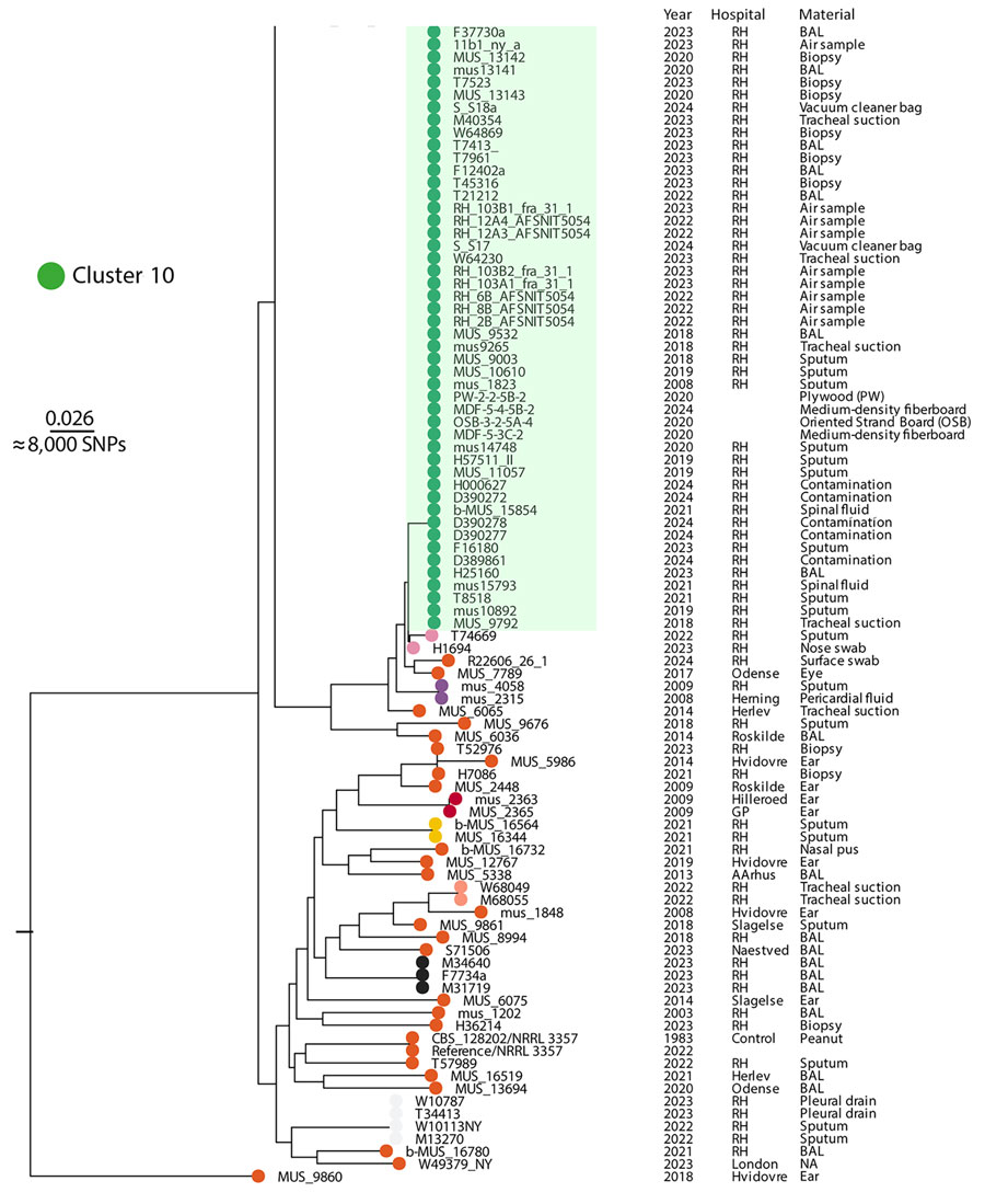 Rooted maximum-likelihood phylogeny of 167 A. flavus isolates (cropped) from study of environmental and phylogenetic investigations of A. flavus outbreak linked to contaminated building materials, Denmark, 2025. The tree shows clear distinction of several major clusters, including 1 monophyletic cluster 10 that contained all outbreak isolates. The tree was reconstructed based on 303,560 core-genome SNPs and rooted with MUS_9860 as outgroup. Scale bar indicates substitutions per site. Clusters were determined using TreeCluster (https://github.com/niemasd/TreeCluster). Full tree available in Appendix 1. BAL, bronchoalveolar lavage; NA, not available (information on material source); RH, Rigshospitalet; SNP, single-nucleotide polymorphism. 