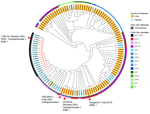 Phylogenetic structure of Salmonella enterica serovar Typhi strain 24-09143 from a traveler returning to Germany from India and maximum-likelihood tree based on 351 single-nucleotide polymorphisms and visualized with Interactive Tree Of Life ([https://itol.embl.de) showing phylogenetic structure of Salmonella Typhi isolates from Pakistan and India. Tree includes 168 isolates from the Salmonella Typhi surveillance program of Germany’s Reference Center for Salmonella and other Bacterial Enteric Pathogens with reported case exposure in India or Pakistan (2015–2024) and three selected published genomes of strains from these countries. Strain 24-09143 belongs to the H58 haplotype and is closely related to previously described blaNDM-5– or blaCTX-M-15–positive Salmonella Typhi strains from India, specifically strain IOB-SWH-1 from 2024 and strain Gurgaon01 from 2019. It is clearly distinguishable from the XDR H58 sublineage from Pakistan, such as blaNDM-5– and blaCTX-M-15–positive strain 1790125 from 2022. Isolate labels are colored according to the country of origin or exposure. Red type indicates branches corresponding to the XDR sublineage from Pakistan (genotype 4.3.1.1 P1). Inner ring shows the H58 haplotype in gray, and outer ring depicts the genotypes described by Wong et al. (10). Red arrowheads indicate carbapenemase- and ESBL- producing isolates referred to in the study and Table. ESBL, extended-spectrum β-lactamase; XDR, extensively drug-resistant. 