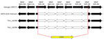 Schematic diagram from study of vaccine-like African swine fever virus strain in domestic pigs, Thailand, 2024, showing the deletion of the MGF gene region replaced by the β-GUS marker gene in the following strains: Georgia 2007/1, ASFV-GUS-Vietnam, and the 2 isolates from this study, TH1_24/RB and TH2_24/RB . Reference sequences obtained from GenBank. Deleted regions represented by dashed white arrows, intact genes by solid black arrows, and the inserted β-GUS gene by a yellow arrow. GUS, GusA gene; MGF, multigene family.