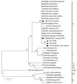 Phylogenetic tree based on whole-genome sequences of ASFV from a study of vaccine-like ASFV strain in domestic pigs, Thailand, 2024. Maximum-likelihood method and general time reversible model used in analyzing phylogenetic trees in MEGA 11 software (https://www.megasoftware.net). Red triangles indicate samples from this study; black circles indicate first ASFV strain in Thailand (TH1_22/CR), Georgia.2007/1, and ASFV-GUS-Vietnam. Genotypes are shown at right. Bootstrap analysis performed with 1,000 replicates; only bootstrap values >80 are shown. GenBank accessio numbers are provided for reference isolates. ASFV, African swine fever virus; GUS, GusA gene.