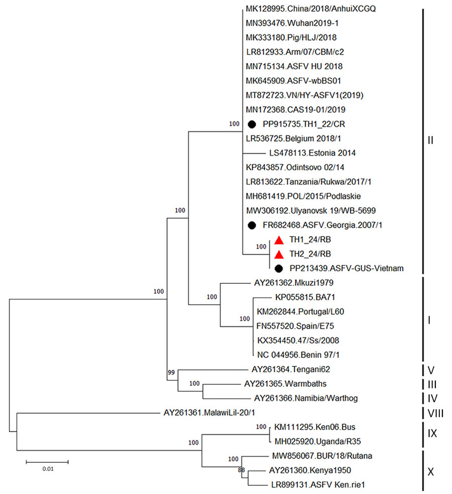 Phylogenetic tree based on whole-genome sequences of ASFV from a study of vaccine-like ASFV strain in domestic pigs, Thailand, 2024. Maximum-likelihood method and general time reversible model used in analyzing phylogenetic trees in MEGA 11 software (https://www.megasoftware.net). Red triangles indicate samples from this study; black circles indicate first ASFV strain in Thailand (TH1_22/CR), Georgia.2007/1, and ASFV-GUS-Vietnam. Genotypes are shown at right. Bootstrap analysis performed with 1,000 replicates; only bootstrap values >80 are shown. GenBank accessio numbers are provided for reference isolates. ASFV, African swine fever virus; GUS, GusA gene.