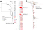 Phylogenetic and mutational characterization of Uganda monkeypox virus (MPXV) strains in study of cocirculation of human MPXV clade 1b with varicella-zoster virus, Uganda. A) Maximum-likelihood phylogenetic tree of MPXV sequences generated with 1,000 bootstrap resampling. Tree includes 115 new sequences from Uganda (highlighted with a gray rectangular background) and 37 clade 1B reference sequences retrieved from GenBank and GISAID (https://www.gisaid.org) (accession numbers provided). Highly similar sequences have been collapsed (denoted by triangle). Scale bar indicates number of nucleotide substitutions per site. B) New (n = 115; red squares) and previously reported (n = 22; blue squares) Uganda sequences were aligned, and Squirrel software was used to infer the maximum-likelihood phylogeny and map APOBEC (brown circle) and non-APOBEC (yellow circle) mutation events. The number of unique mutations from this study and shared mutations distinct from the DQ011155.1 clade I archetype are listed.