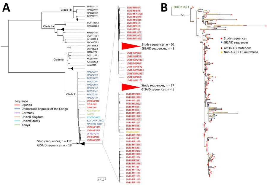 Phylogenetic and mutational characterization of Uganda monkeypox virus (MPXV) strains in study of cocirculation of human MPXV clade 1b with varicella-zoster virus, Uganda. A) Maximum-likelihood phylogenetic tree of MPXV sequences generated with 1,000 bootstrap resampling. Tree includes 115 new sequences from Uganda (highlighted with a gray rectangular background) and 37 clade 1B reference sequences retrieved from GenBank and GISAID (https://www.gisaid.org) (accession numbers provided). Highly similar sequences have been collapsed (denoted by triangle). Scale bar indicates number of nucleotide substitutions per site. B) New (n = 115; red squares) and previously reported (n = 22; blue squares) Uganda sequences were aligned, and Squirrel software was used to infer the maximum-likelihood phylogeny and map APOBEC (brown circle) and non-APOBEC (yellow circle) mutation events. The number of unique mutations from this study and shared mutations distinct from the DQ011155.1 clade I archetype are listed.